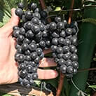 Морозостійкий технічний виноград Каберне Юра