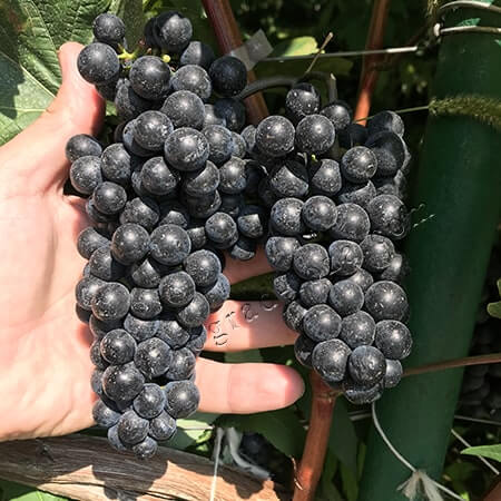 Технічний виноград Каберне Юра фото