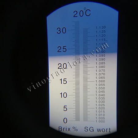 Виноград для вина Каберне Юра цукристисть соку фото