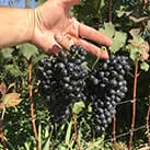 Невкривний виноград для вина Каберне Юра