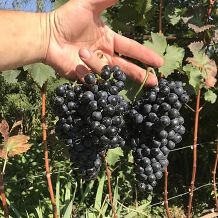 Виноград для вина Каберне Юра фото