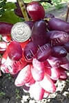 Сорт винограду Канеда Бьютіфул фінгер опис, фото, відгуки
