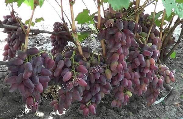 Сорт винограду Граф Монте Крісто відгуки фото