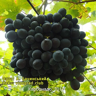 Виноград Карбонадо опис сорту фото відгуки