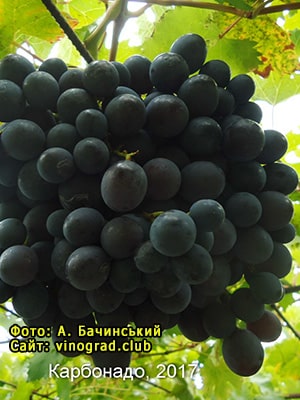 Виноград Карбонадо опис фото