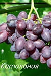 Сорт винограду Каталонія опис, фото, відгуки