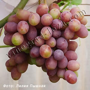 Сорт винограду Каталонія фото та опис