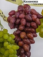 Сорт винограду Казанова опис, фото, відгуки