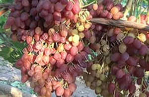 Безкісткові сорти винограду