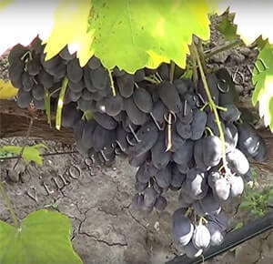 Виноград кишмиш Блек фінгер (Чорний палець) опис фото відгуки