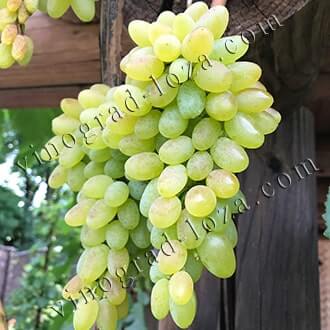 Бескосточковые сорта винограда в Украине: описание, фото, купить саженцы -Vinograd-Loza
