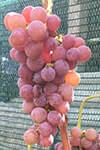 Сорт винограду Катавба опис, фото, відгуки