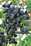 Сорт винограду Красень опис, фото, відгуки