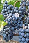 Сорт винограду Літній королівський опис, фото, відгуки