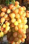 Сорт винограду Лучистий опис, фото, відгуки