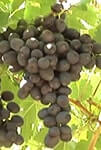 Сорт винограда Миднайт бьюти описание, фото, отзывы