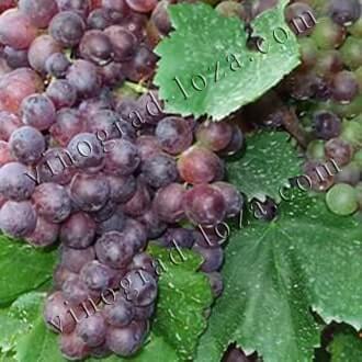 Молдавский сорт винограда описание фото отзывы