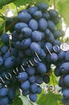 Сорт винограду Осінній королівський опис, фото, відгуки