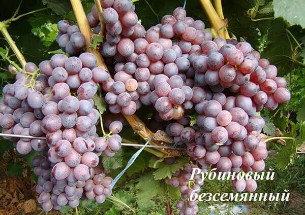 Сорт винограда кишмиш Рубі сідліс опис, фото