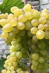 Сорт винограду Русбол опис, фото, відгуки