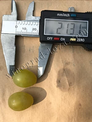 Сорт винограду Русбол розмір ягід фото