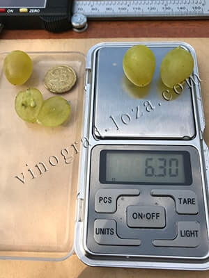 Сорт винограда Русбол вес ягод фото