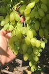 Сорт винограда Столетие описание, фото, отзывы