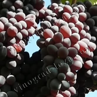 Виноград Юпітер опис сорту фото відгуки
