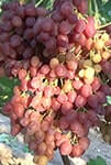 Сорт винограду Велес опис, фото, відгуки