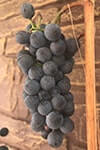 Сорт винограда Венера описание, фото, отзывы