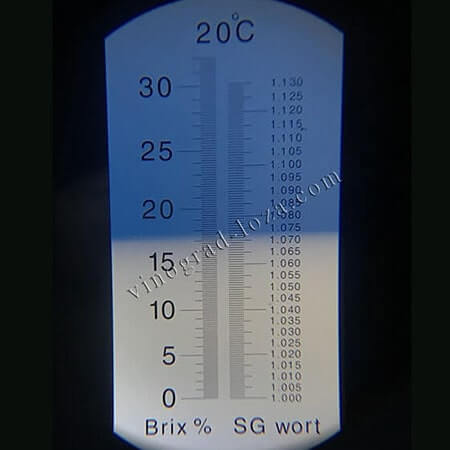 Виноград кишмиша Венус цукристисть соку фото