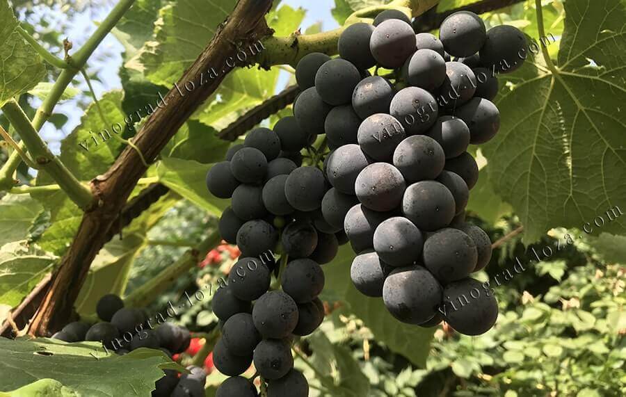 Сорт винограду кишмиш Венус формування та навантаження куща на арці фото