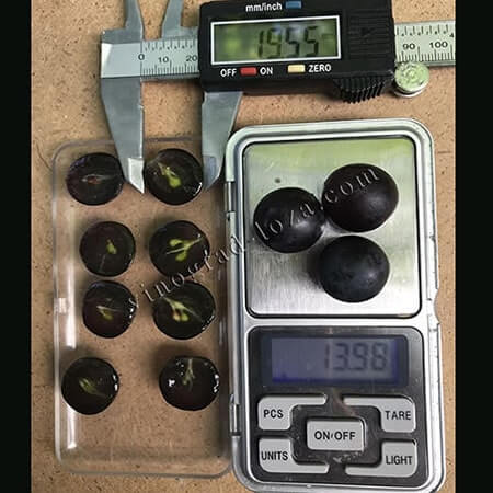 Кишмиш Венус розмір і вага ягоди фото