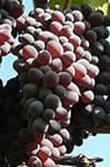 Сорт винограда Юпитер (США) описание, фото, отзывы