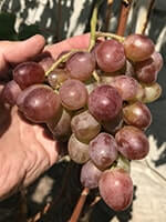 Сорт винограду Клубничний опис, фото, відгуки