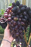 Сорт винограду Кодрянка опис, фото, відгуки