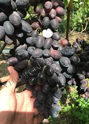 Купить саженцы винограда Кодрянка в Украине