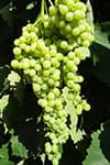 Сорт винограду Коктейль опис, фото, відгуки