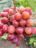 Сорт винограду Конфетка опис, фото, відгуки