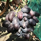 Купити саджанці винограду Алвіка в Україні
