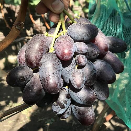 Ранній виноград з великою ягодою Алвіка фото