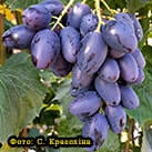 Купити саджанці винограду Чорний Кристал з доставкою