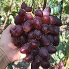 Купити саджанці винограду Дубовський Рожевий в Україні