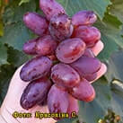 Купити саджанці винограду Емір з доставкою