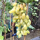 Купити саджанці винограду Голд Фінгер в Україні