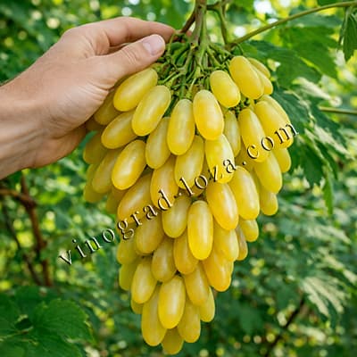 Ранній виноград з великою ягодою Голд Фінгер