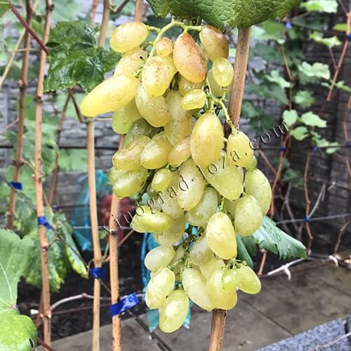 Ранній виноград з великою ягодою Голд Фінгер фото
