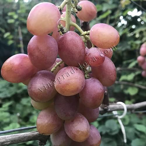 Ранній виноград з великою ягодою Гурман Ранній фото
