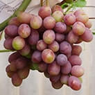 Купити саджанці винограду Каталонія з доставкою
