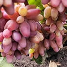Купити саджанці винограду Казанова з доставкою